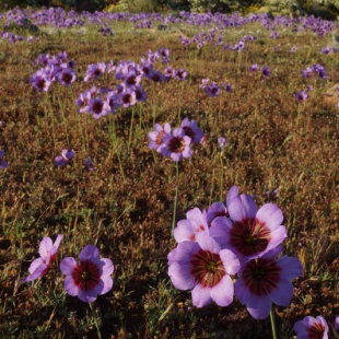 Leucocoryne purpurea